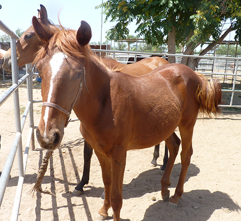 rescue horse